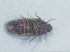 Opsiplanon luella