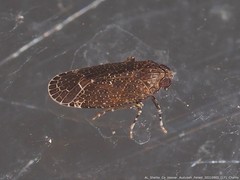 Opsiplanon luella