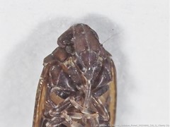 Opsiplanon luella