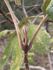 Zeyheria tuberculosa