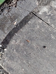 Formicidae