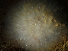Clavelina oblonga