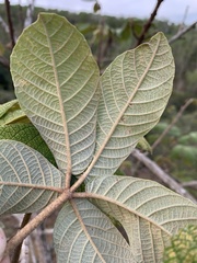 Zeyheria tuberculosa