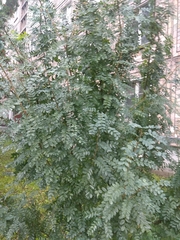 Caragana arborescens