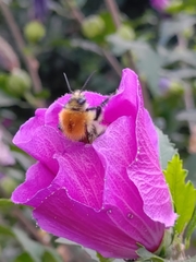 Bombus pascuorum