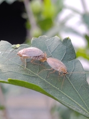 Ectobius pallidus