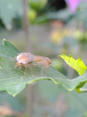 Ectobius pallidus