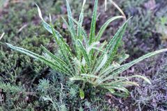 Ancathia igniaria