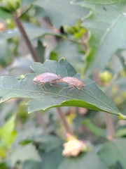 Ectobius pallidus