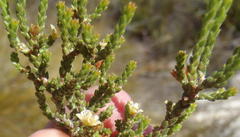 Diosma prama