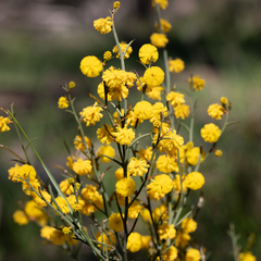Acacia continua
