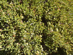 Diosma prama