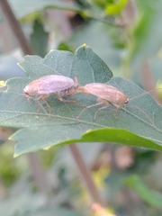 Ectobius pallidus