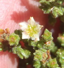 Diosma prama