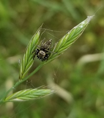 Metaphidippus