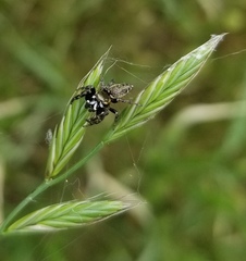 Metaphidippus