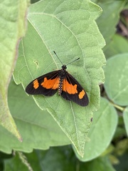 Acraea acerata