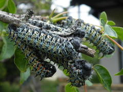 Gonimbrasia belina