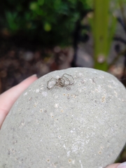 Araneae