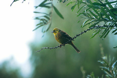 Emberiza citrinella