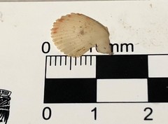 Caribachlamys sentis