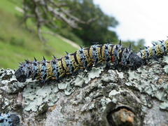 Gonimbrasia belina
