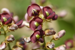 Lonchocarpus hintonii