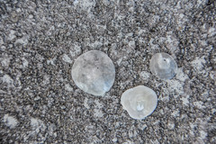 Anomia simplex image