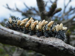 Gonimbrasia belina