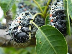 Gonimbrasia belina