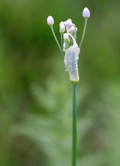 Allium anisopodium
