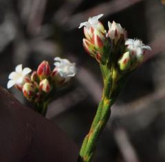 Euchaetis elata