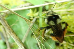 Bombus vancouverensis vancouverensis