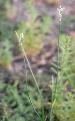 Allium anisopodium