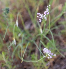 Allium anisopodium