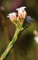 Euchaetis elata