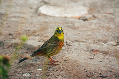Emberiza citrinella