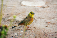 Emberiza citrinella
