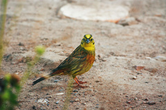 Emberiza citrinella