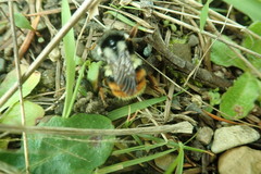 Bombus vancouverensis vancouverensis