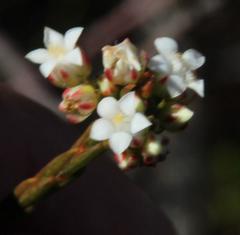Euchaetis elata