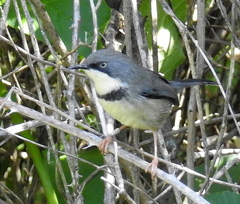 Apalis thoracica