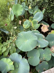 Nelumbo lutea