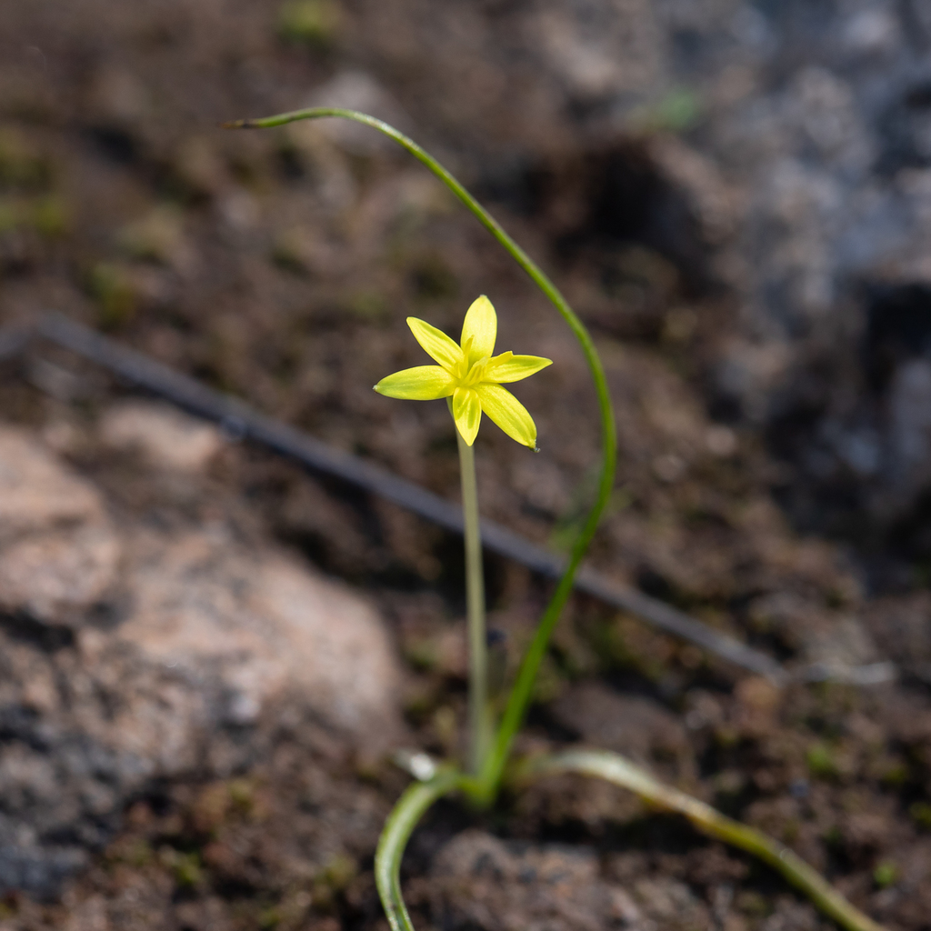 Tiny Star