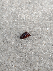 Insecta