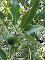 Quercus vaseyana