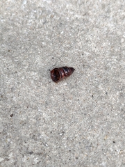 Insecta