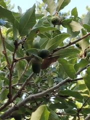 Quercus vaseyana
