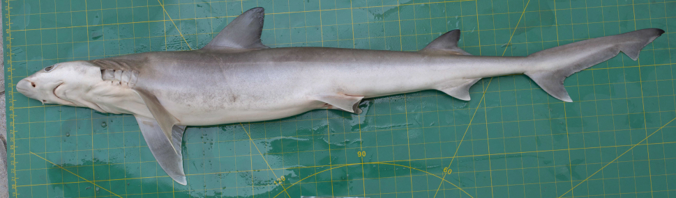 Slender Weasel Shark in August 2021 by Balazs Buzas. fish_UAE207 ...