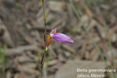 Bletia greenmaniana